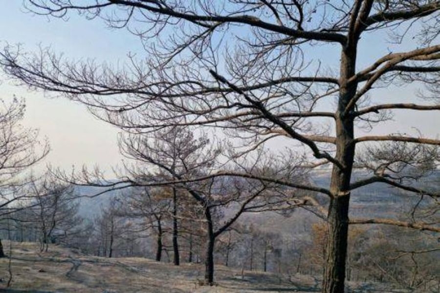 Σοβαρές επιπτώσεις σε περιβάλλον, υγεία και τρόφιμα από την πυρκαγιά