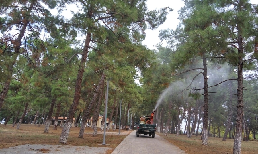 Στην Κύπρο συναντάμε δύο ιθαγενή είδη πεύκου: το Pinus brutia και το Pinus nigra