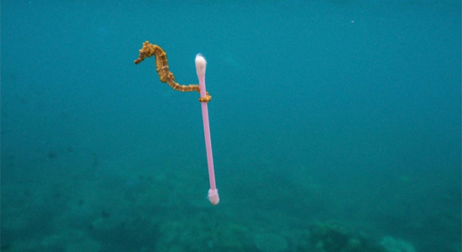 Στα μολυσμένα νερά του νησιού Sumbawa της Ινδονησίας, αυτός ο ιππόκαμπος πιάστηκε από μια πλαστική μπατονέτα 