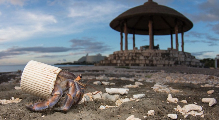 Καβούρι στην παραλία της νήσου Οκινάουα, στην Ιαπωνία κατέφυγε σε πλαστικό καπάκι για να προστατέψει τη μαλακή κοιλιά του. 
