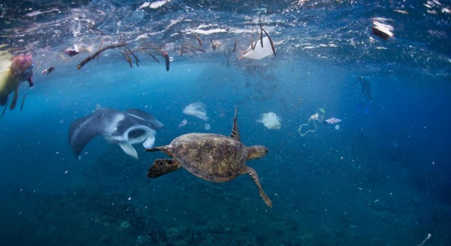 Μέχρι τώρα έχουν αναφερθεί περίπου 700 είδη θαλάσσιων ζώων που κατανάλωσαν ή μπλέχτηκαν στο πλαστικό.
