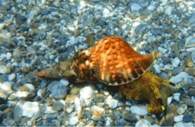Βρέθηκαν θαλάσσια σαλιγκάρια που... αυτο-αποκεφαλίζονται 