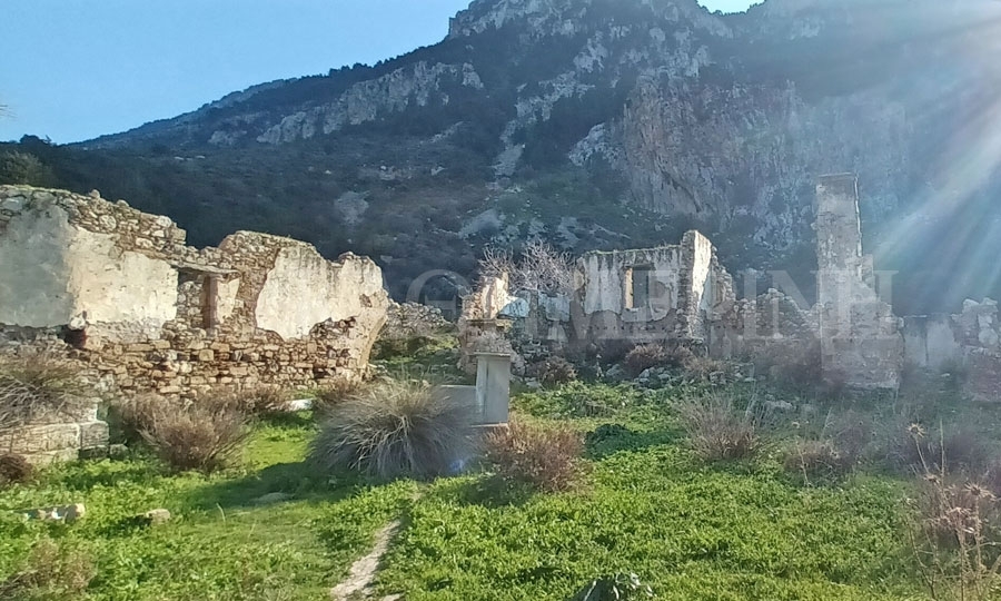 «Ενέτεινεν όλας αυτού τας δυνάμεις και προσπάθειας εις την καλλιέργειαν της χαρουπέας και της ελαίας. Προ παντός δε της χαρουπέας...