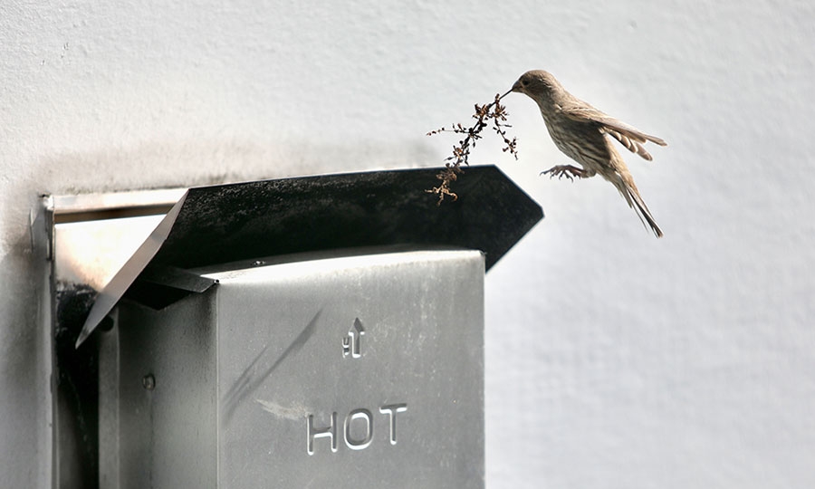 Η ατσάλινη φωλιά