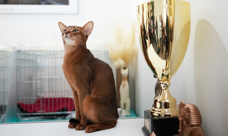 Η ωραιότερη