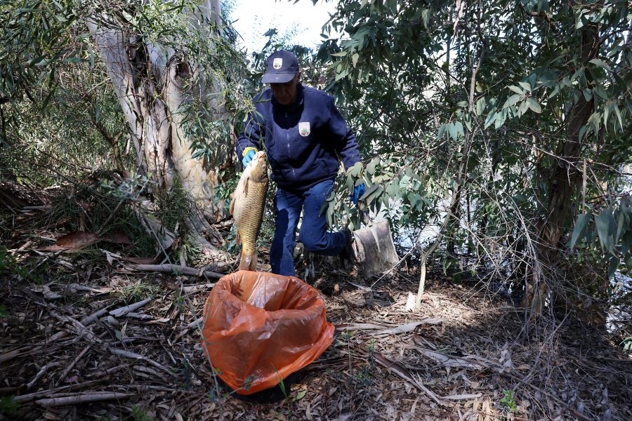 Νεκρά ψάρια στην λίμνη του Πάρκου Αθαλάσσας