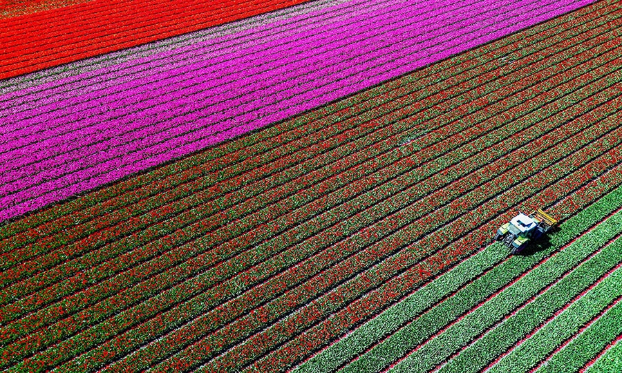 Η πολύχρωμη Ολλανδία